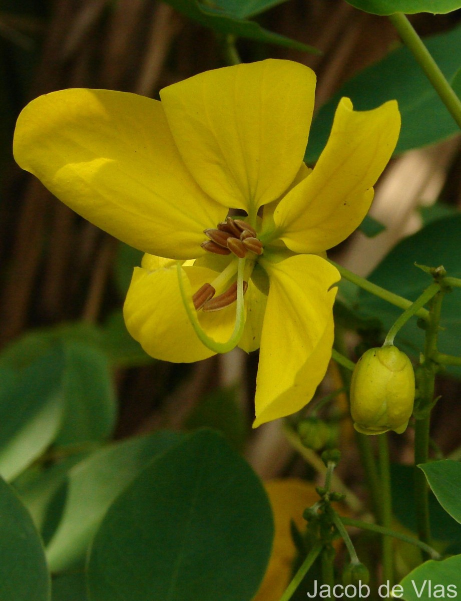 Senna surattensis (Burm.f.) H.S.Irwin & Barneby